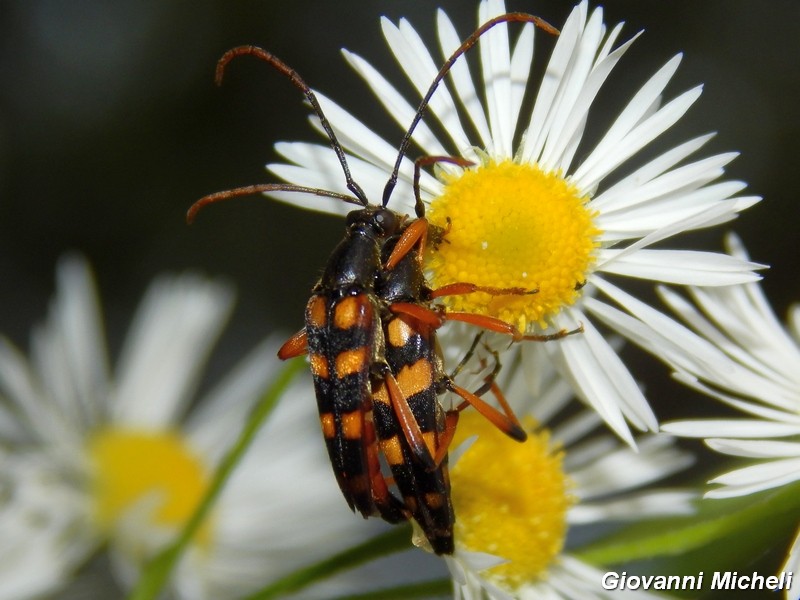 Strangalia attenuata, coppia (Cerambycidae)